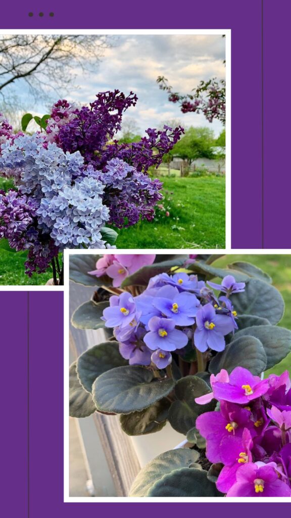 lilacs and african violets purple flowers