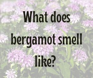 bergamot scented candles and oil