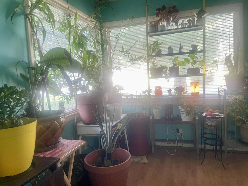 house plants purify the air